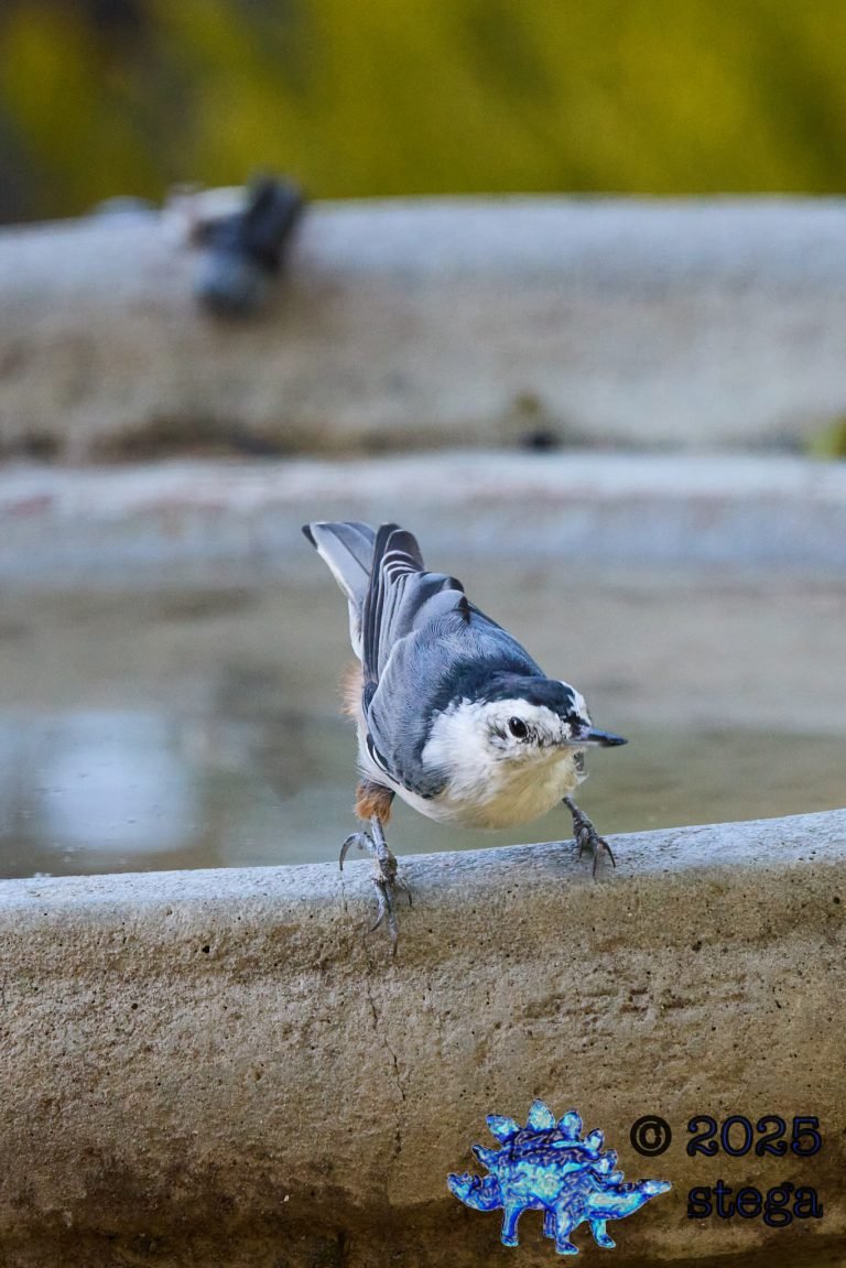 White Breasted Nuthatch