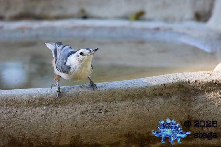 White Breasted Nuthatch