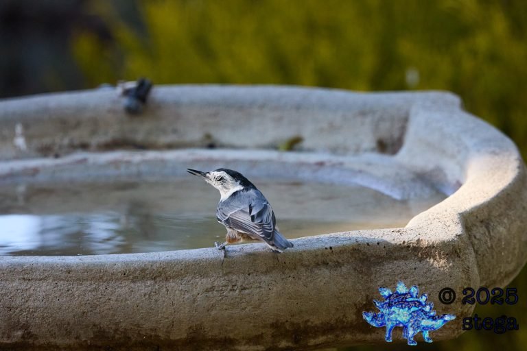 White Breasted Nuthatch