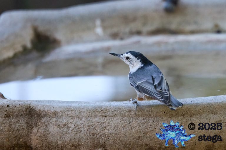 White Breasted Nuthatch