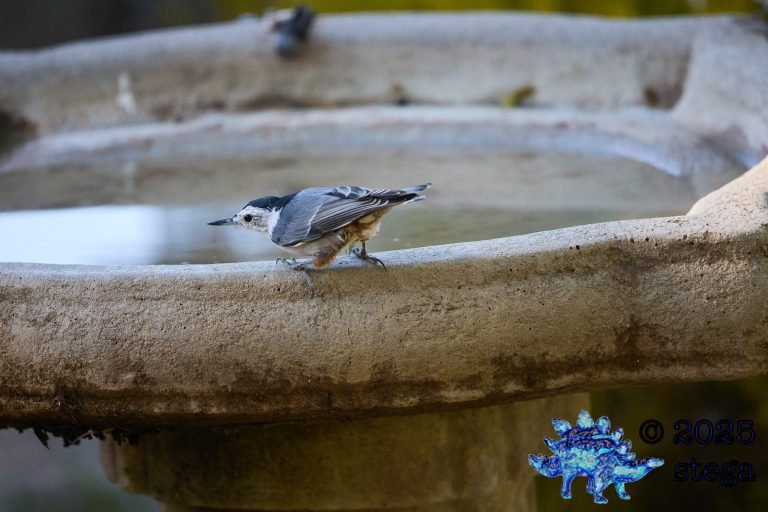 White Breasted Nuthatch