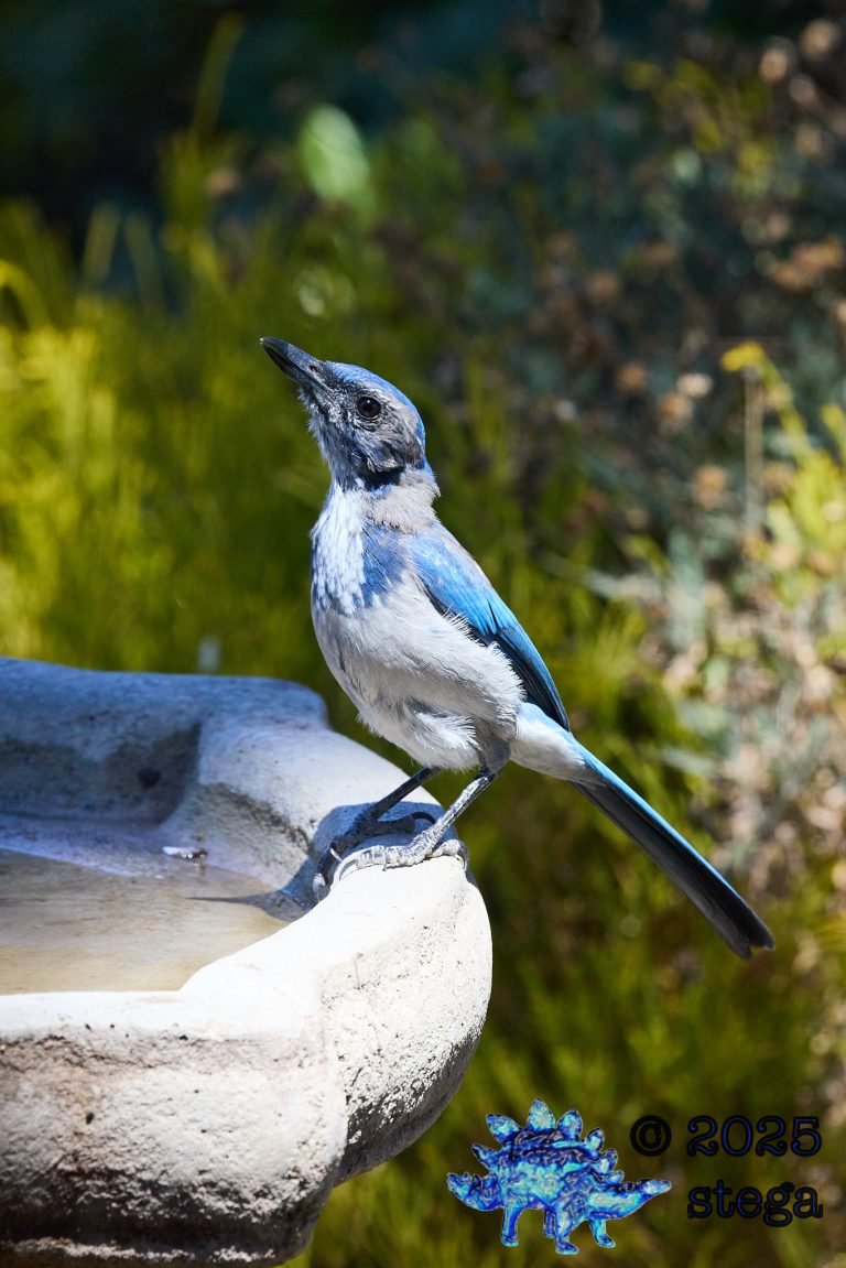 California Scrub Jay