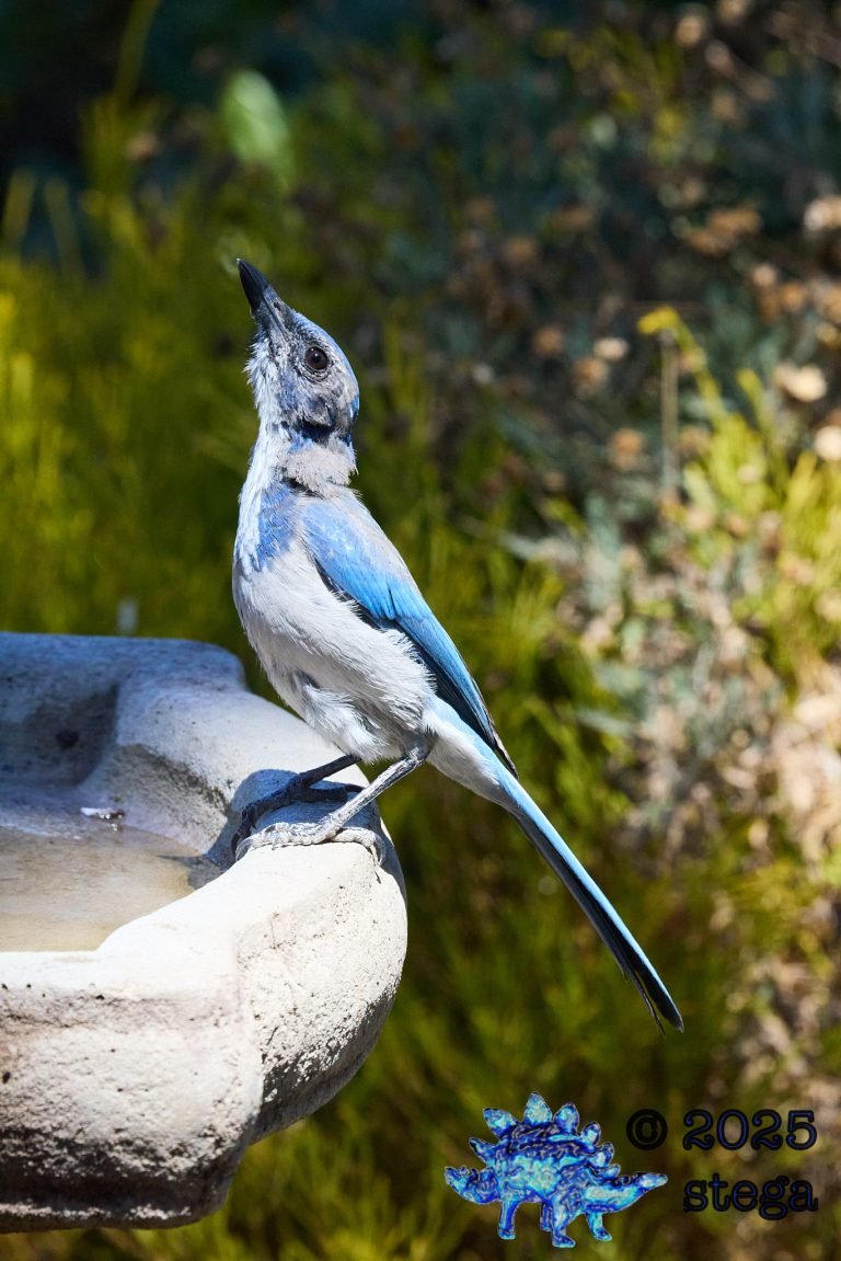 California Scrub Jay