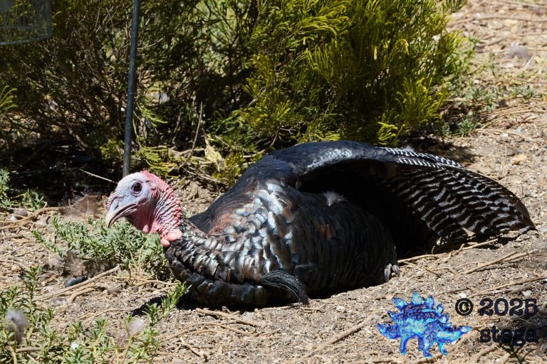 Turkey