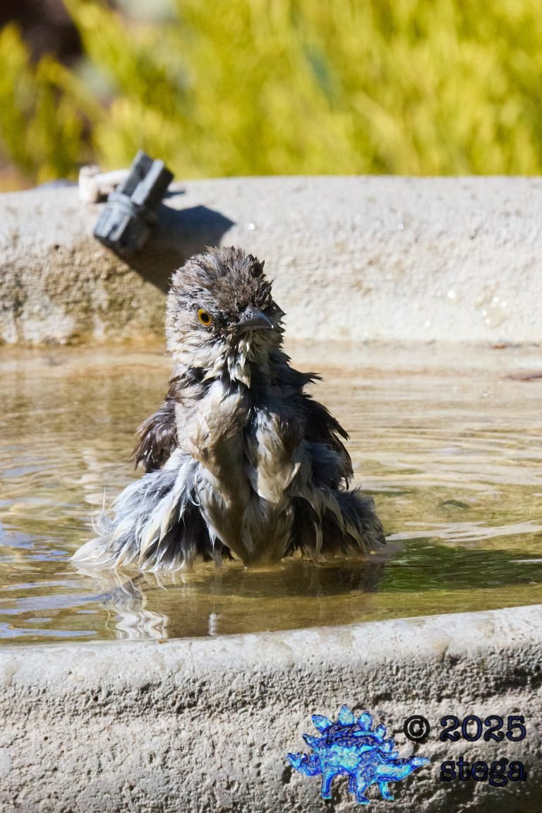 Northern Mockingbird