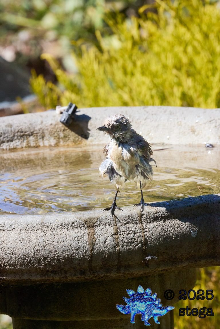Northern Mockingbird