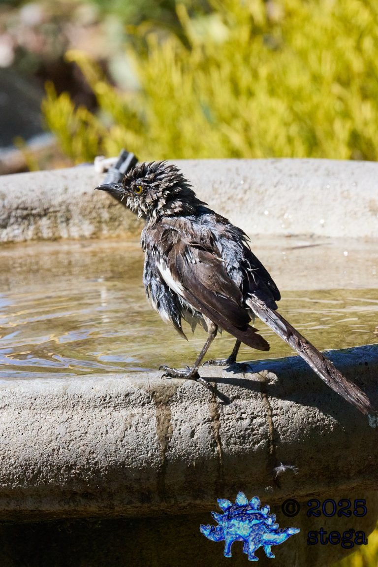 Northern Mockingbird