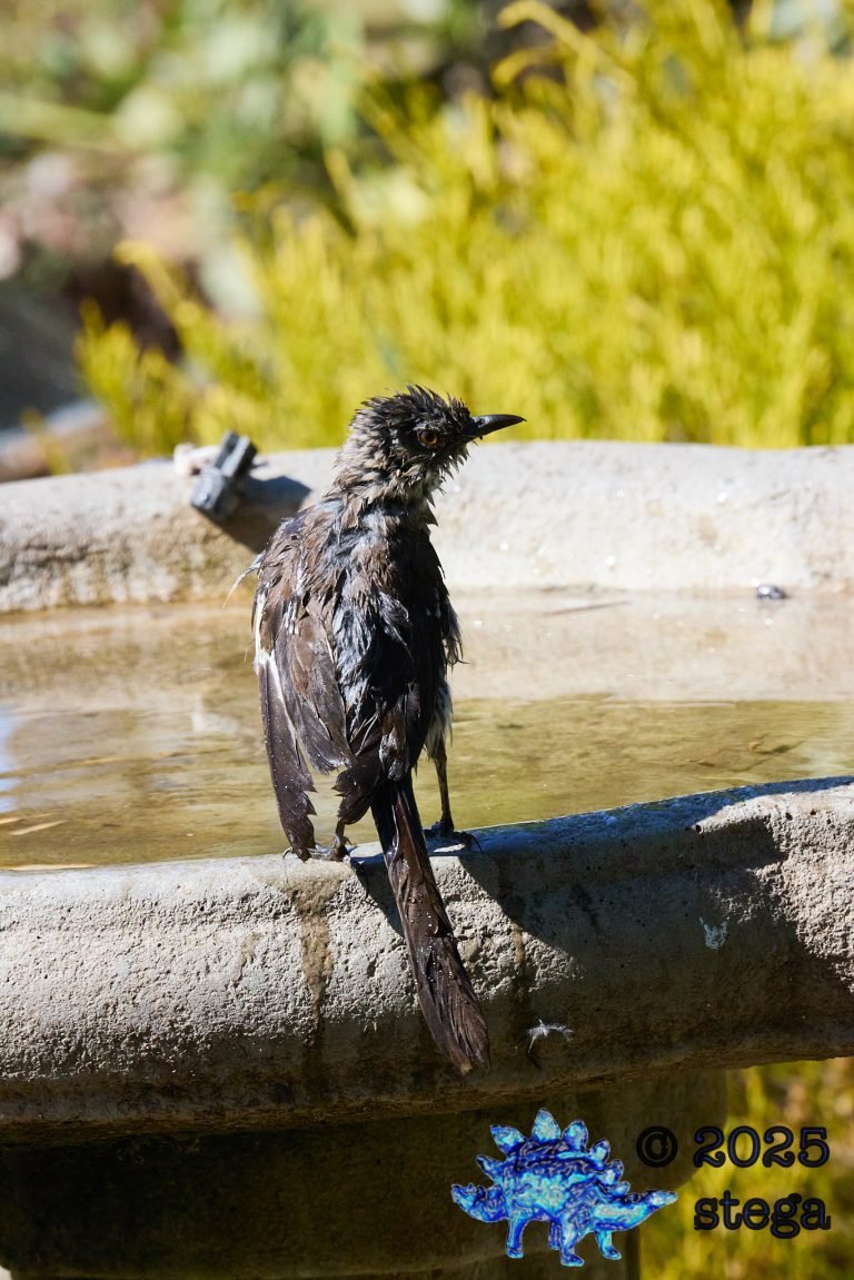 Northern Mockingbird