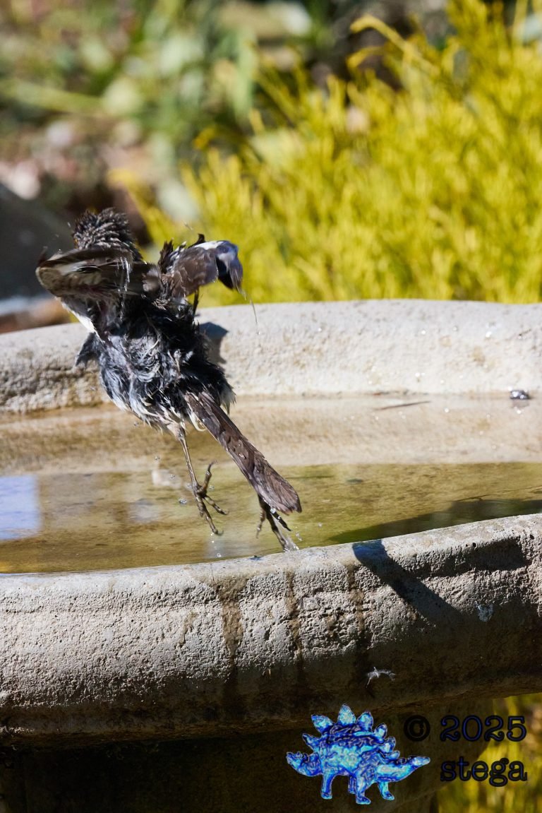 Northern Mockingbird