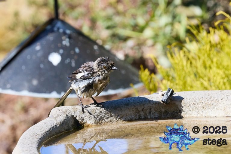 Northern Mockingbird