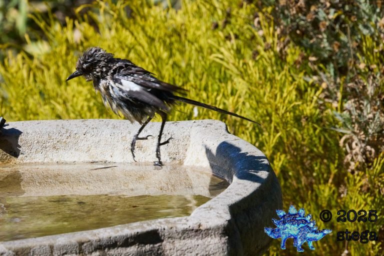 Northern Mockingbird