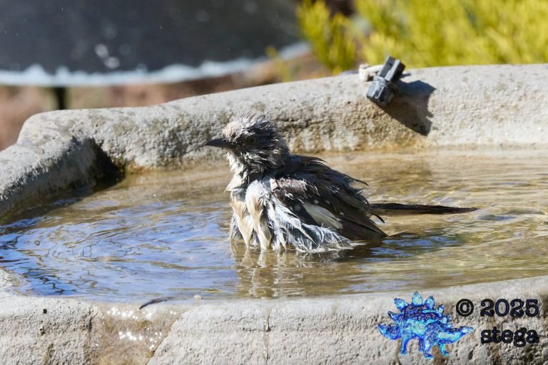 Northern Mockingbird