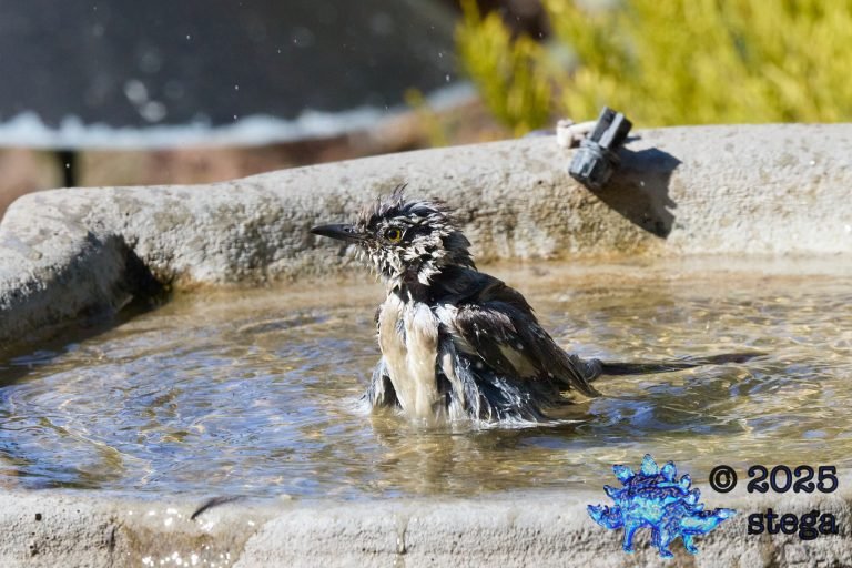 Northern Mockingbird