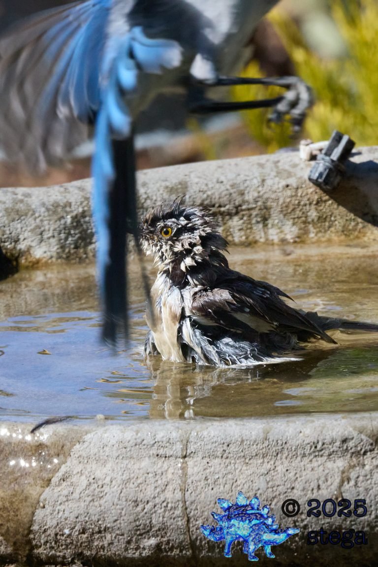 California Scrub Jay, Northern Mockingbird