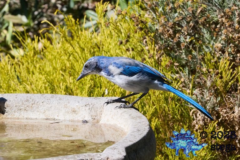 California Scrub Jay