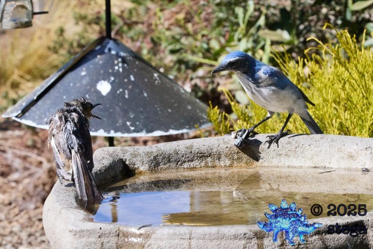 California Scrub Jay, Northern Mockingbird
