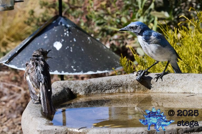 California Scrub Jay, Northern Mockingbird