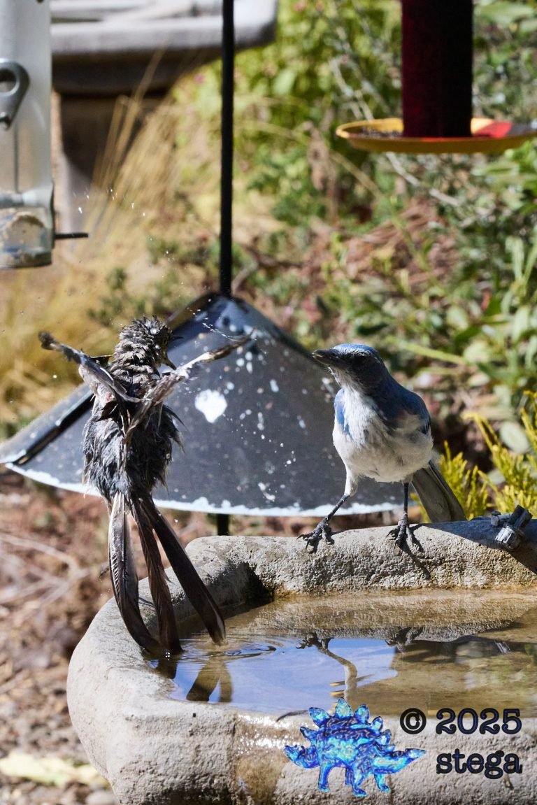 California Scrub Jay, Northern Mockingbird