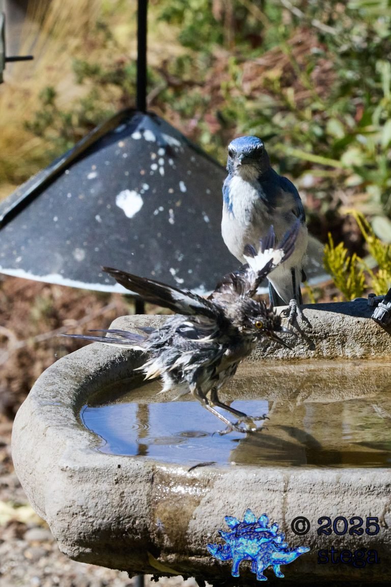 California Scrub Jay, Northern Mockingbird