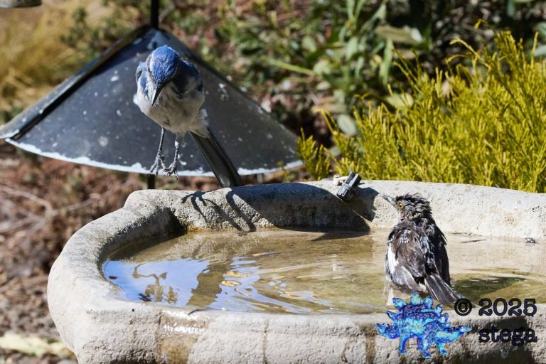 California Scrub Jay, Northern Mockingbird