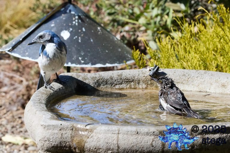 California Scrub Jay, Northern Mockingbird
