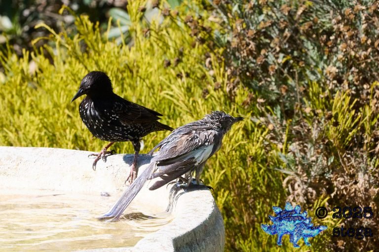 European Starling, Northern Mockingbird