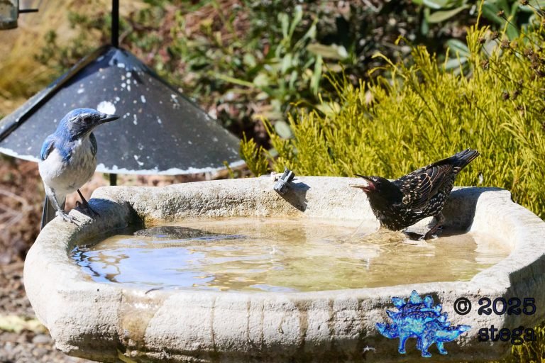 California Scrub Jay, European Starling