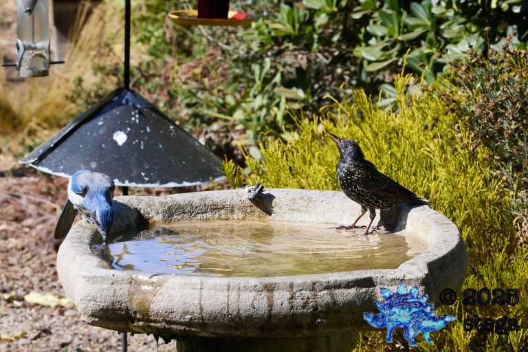 California Scrub Jay, European Starling