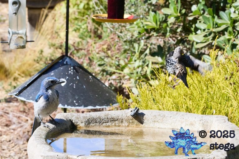 California Scrub Jay, European Starling