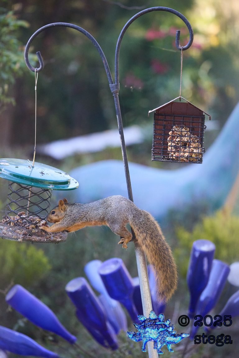 Fox Squirrel