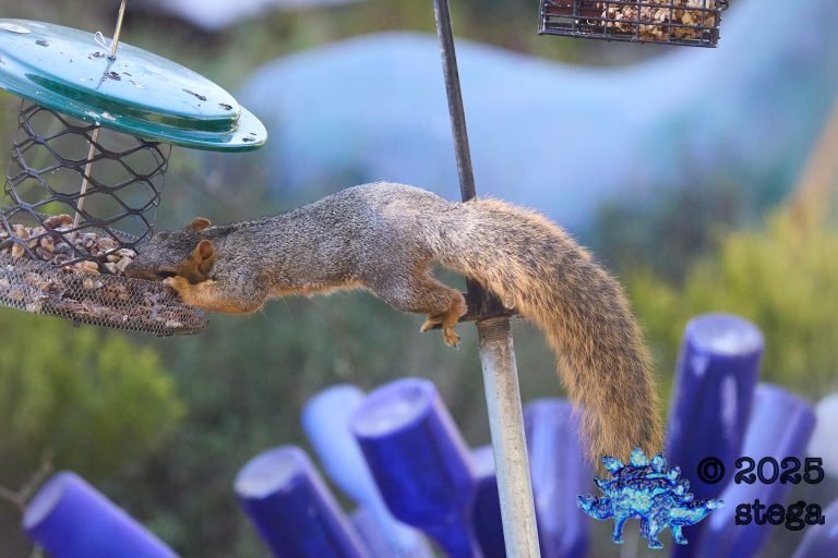 Fox Squirrel