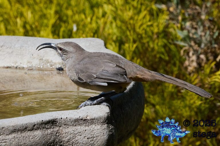 California Thrasher