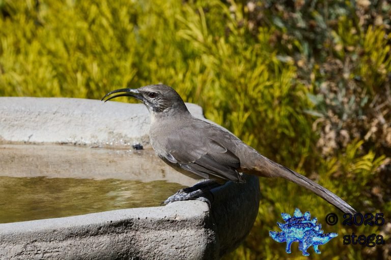 California Thrasher