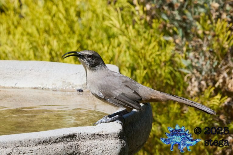 California Thrasher