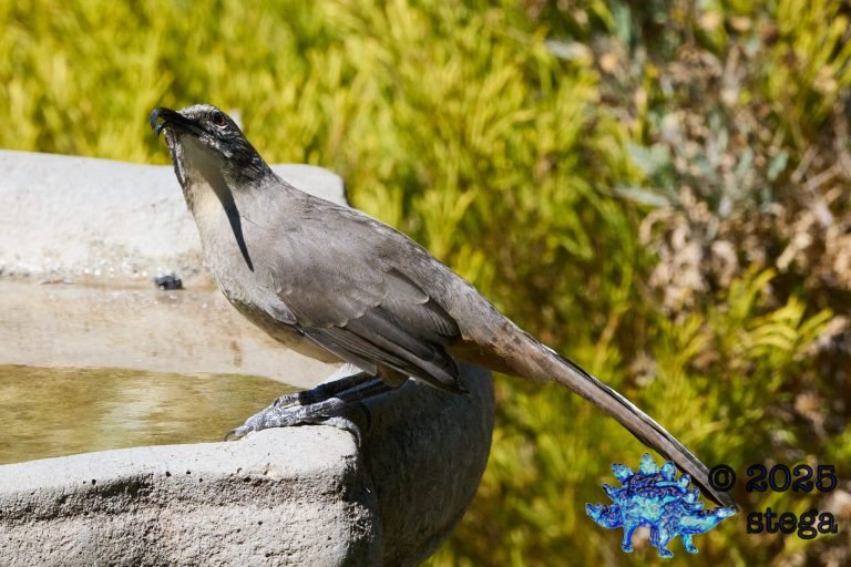 California Thrasher