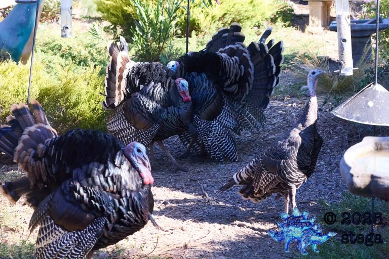 Turkey