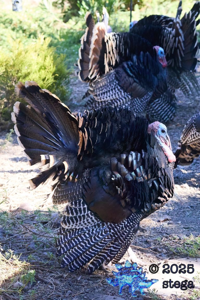 Turkey