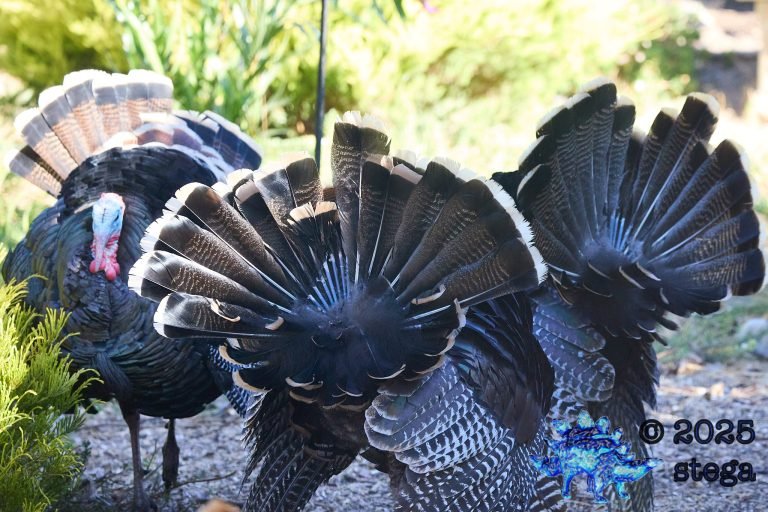 Turkey
