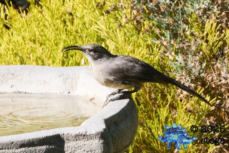 California Thrasher