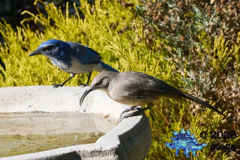 California Scrub Jay, California Thrasher