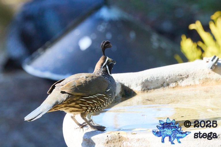 California Quail