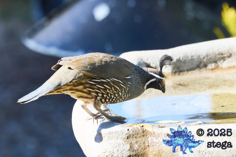 California Quail