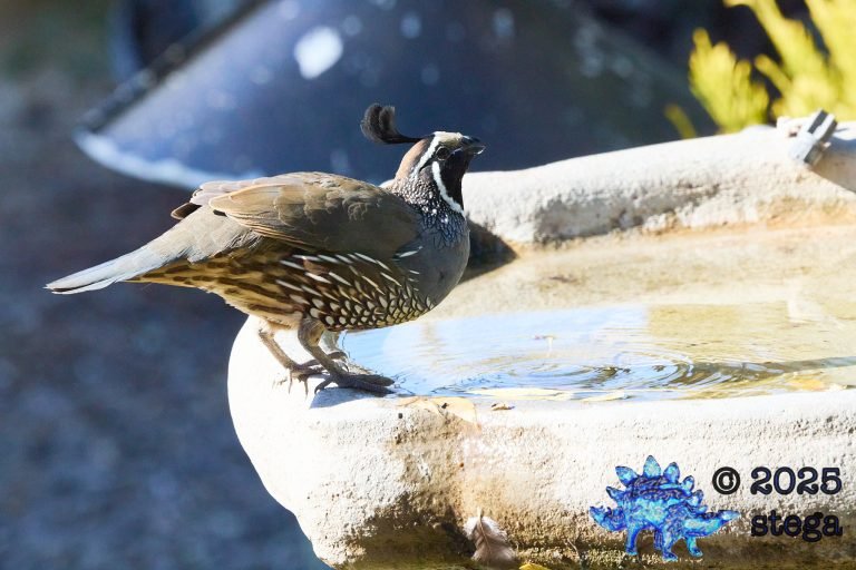 California Quail