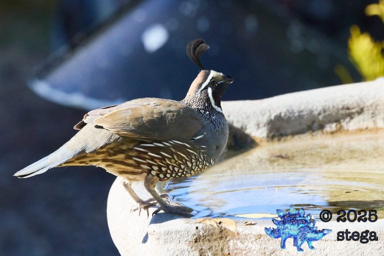 California Quail