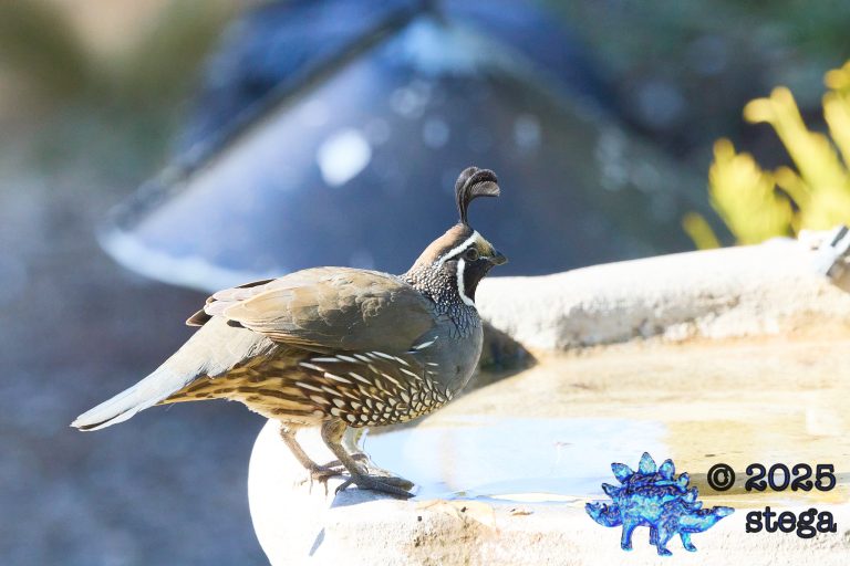 California Quail