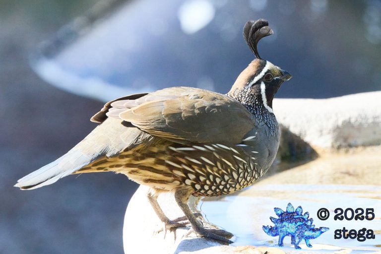 California Quail