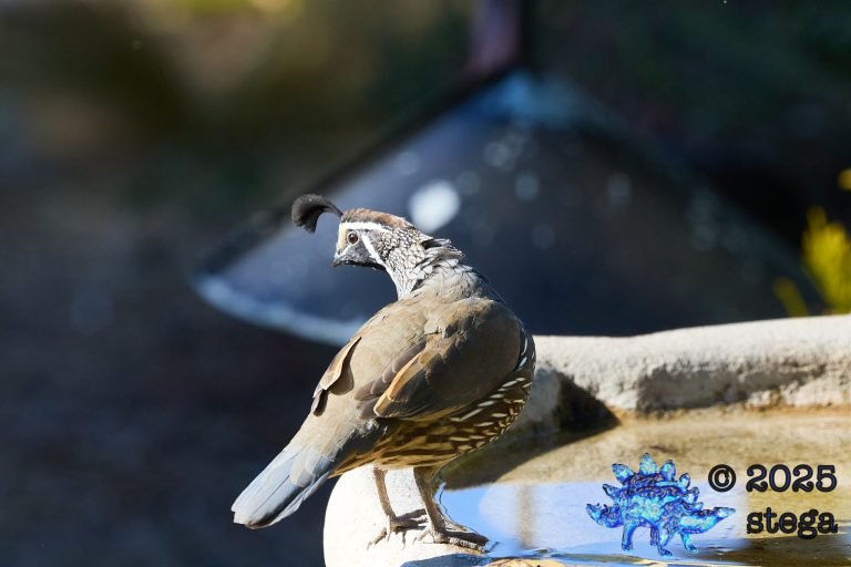 California Quail