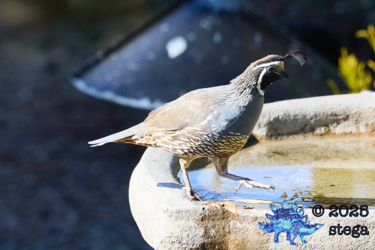 California Quail