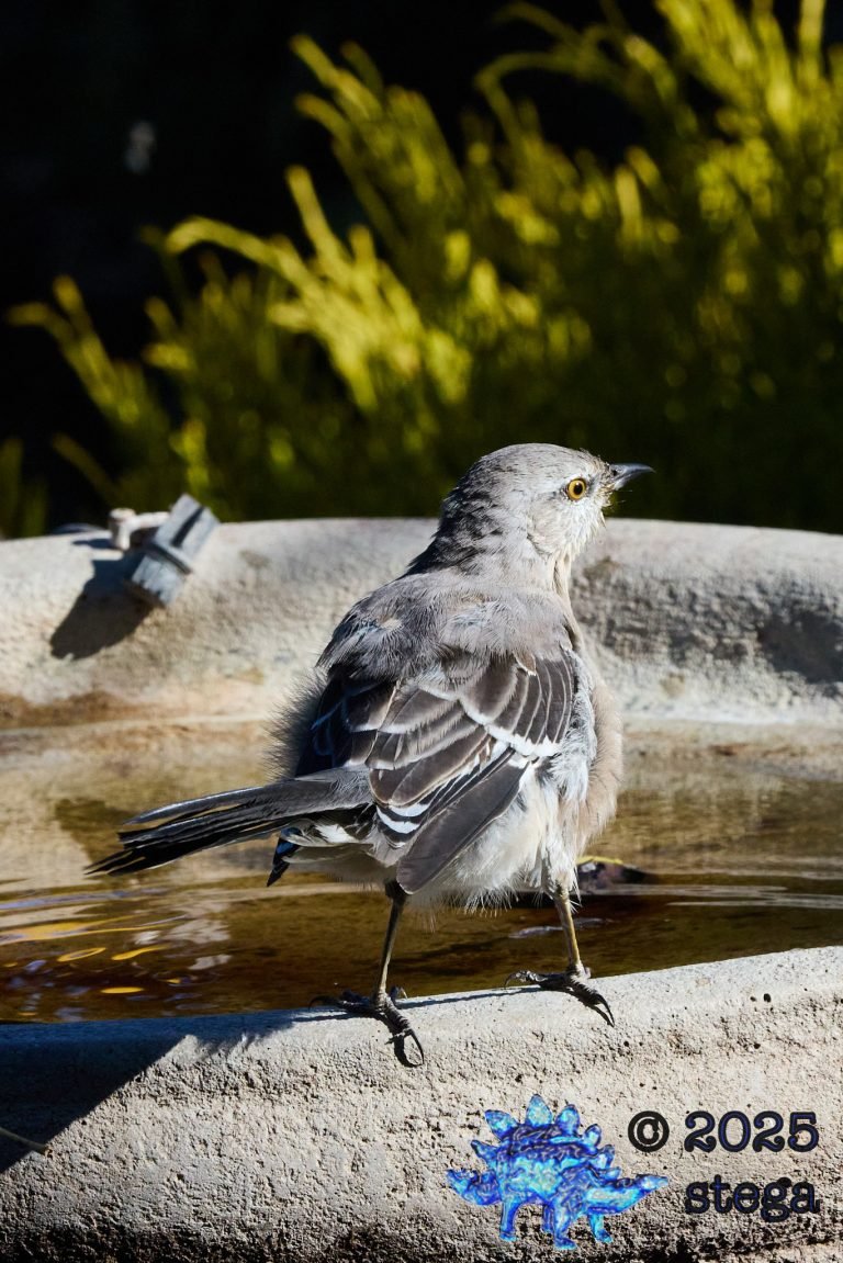 Northern Mockingbird