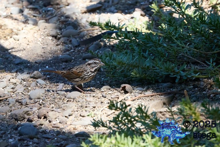 Song Sparrow